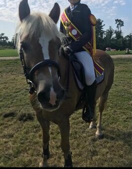 Pony B