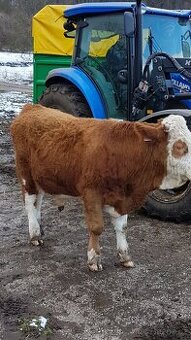 Krmič a ošetřovatel skotu/ střídač dovolenýc