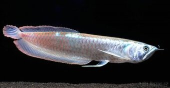 Nabízím Arowany Dvojvousé