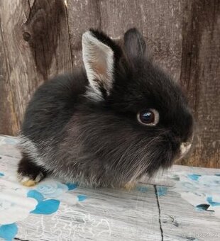 Zakrslý králíček bez PP sameček Flop