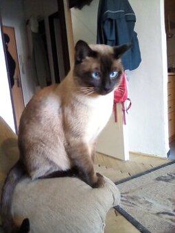 Thajský (siamský) kocourek