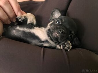 Čivava krátkosrstá