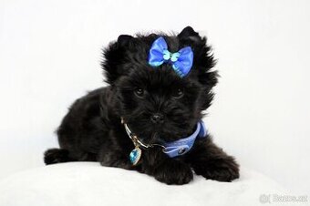 yorkshire terrier black s PP