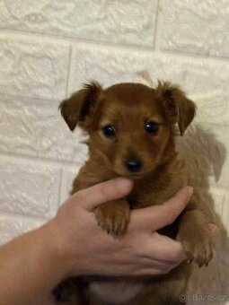 Jezevčík dlouhosrstý standard