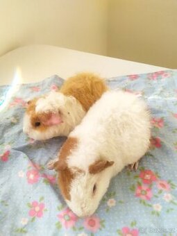 US TEDDY /  kluci morčatka