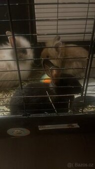 Zakrslý králíček