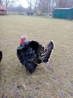 Krocan krůty česká