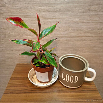 Aglaonema Jungle Red