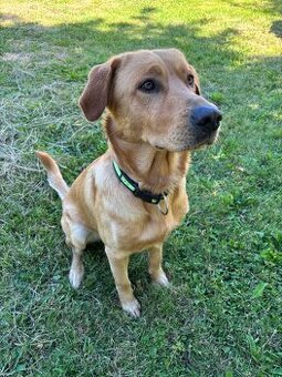 Nabízím ke krytí zlatý retrívr