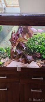 Leknín Lotus Tiger červený