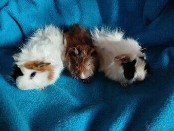 Malá morčátka vhodná na domácí mazlíčky