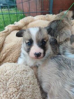 Welsh corgi Pembroke s PP
