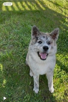 Akita Inu s průkazem
