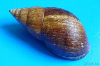 Achatina balteata balteata