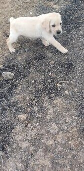 Labrador labradorsky retrieve