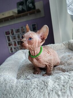Sphynx