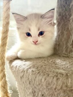 Ragdoll kocourek