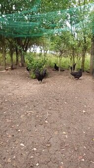 Ayam cemani 5.1