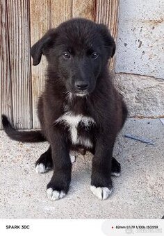 Border Kolie x Labrador