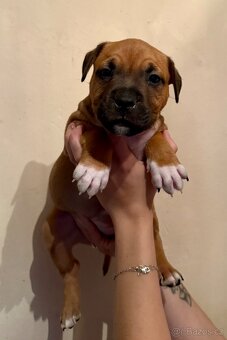 Americký stafordšírský teriér s PP - 1