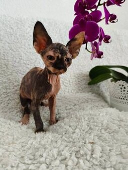 Sphynx koťátka