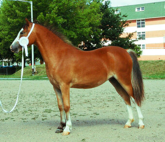 Welsh mountain pony roční klisna