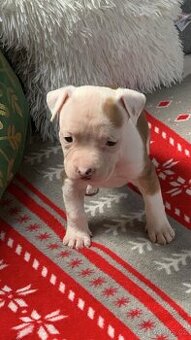 Americký stafordširsky teriér