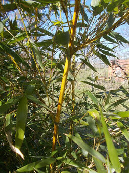 BAMBUSY - odkopky několika kultivarů- - - viz text a fota