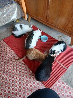 Koťata do dobrých rukou