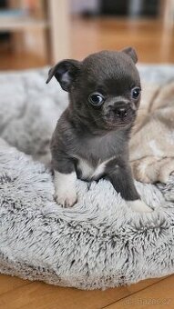 Čivava krátkosrstý pejsek