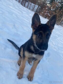 Německý ovčák štěně