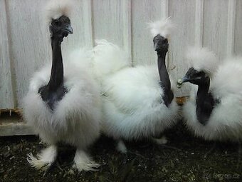 hedvábnička holokrka---kohout - 1