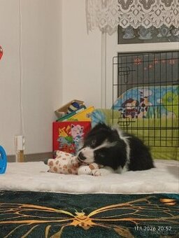 Border kolie štěně