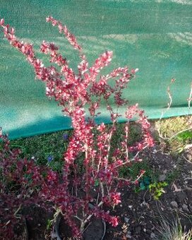 Červený dřišťál