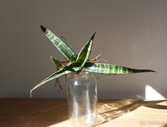 Tchynin jazyk, Sansevieria