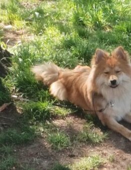 Pomerian