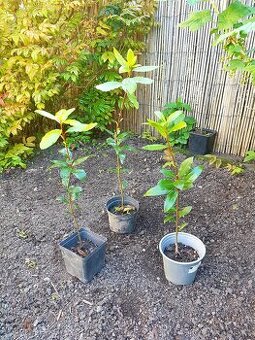 Vavřín, bobkový list, Laurus nobilis
