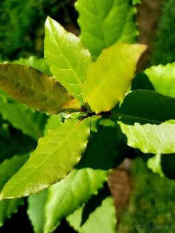 Vavřín, bobkový list, Laurus nobilis - 1