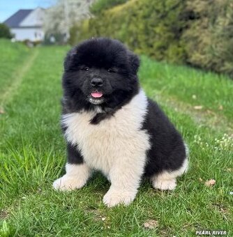 Americká akita s PP
