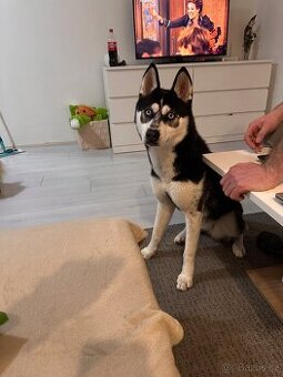 Sibiřský husky