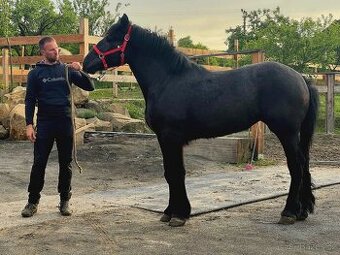 Percheron kobylka