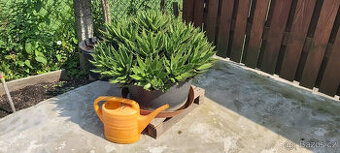 kaktus aloe - průměr rostliny 110 cm - 1