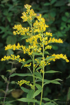 Prodám rostlinu Zlatobýl kanadský (Solidago canadensis)
