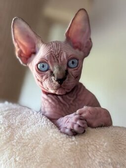 Kanadský Sphynx