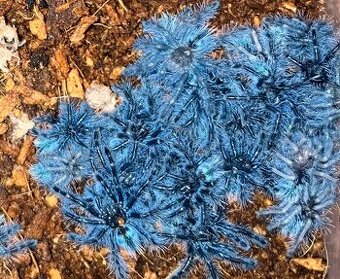 Caribena versicolor
