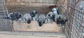 Turecký kangal