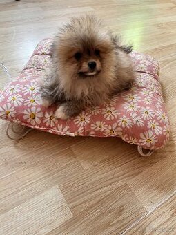 Pomeranian bez PP