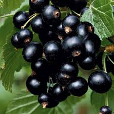 Černý rybíz, aromatické plody, sazenice