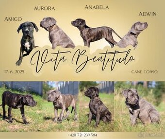 Cane Corso s PP