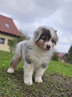 Australský ovčák Blue Merle s krátkým ocáskem PP FCI